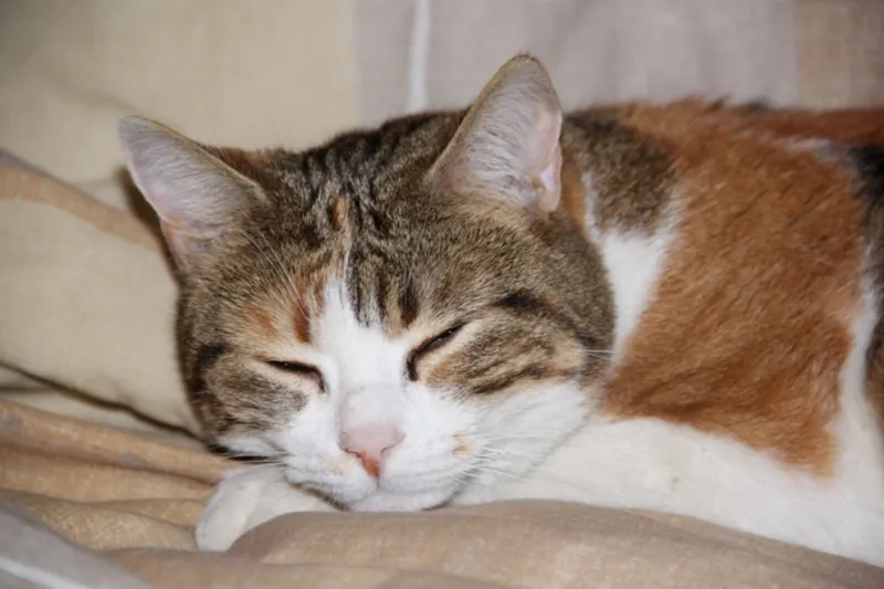 Chenil-Chatterie d'Octodure Sàrl — Katzenpension, Martigny, Wallis. Foto 3