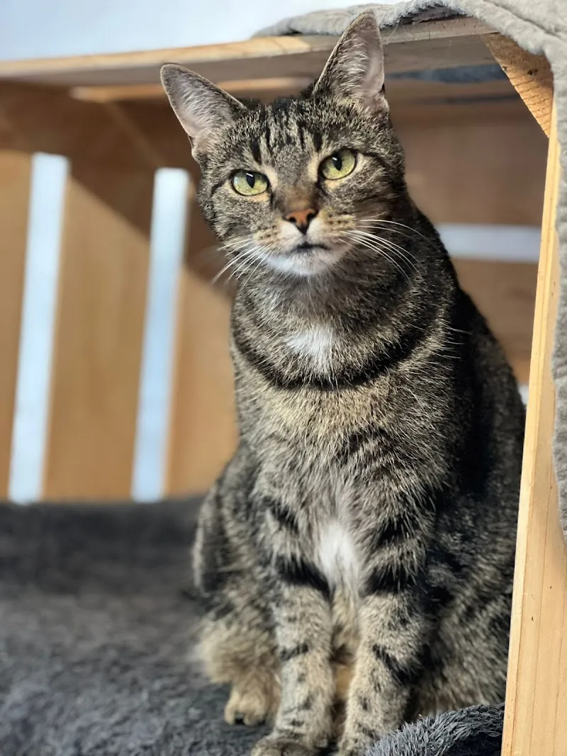 Chenil/chatterie de Bex, Elevage et pension du Rocher de l'Aigle — Katzenpension in Bex, Waadt. Bewertung 4.4/5.