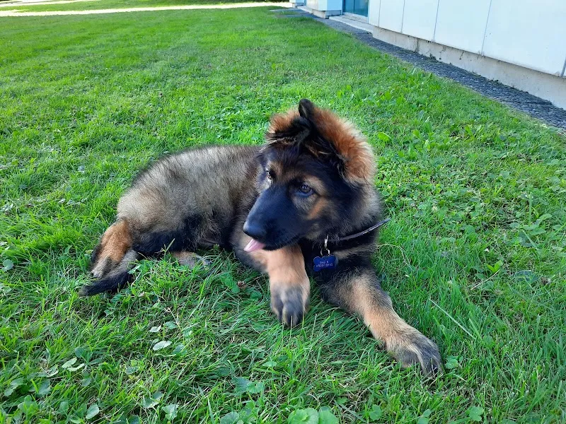Chenil/chatterie de Bex, Elevage et pension du Rocher de l'Aigle — Pension pour chats, Bex, Vaud. Foto 3
