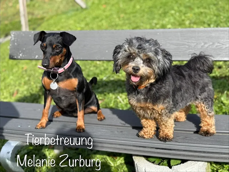 Tierbetreuung Melanie — Katzenpension, Altstätten, St. Gallen. Foto 3