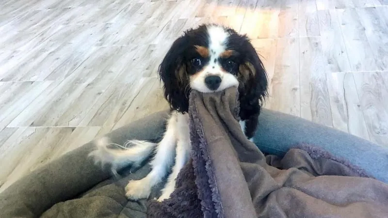 Dogs Paradise — Katzenpension in Gland, Waadt. Bewertung 4.8/5.