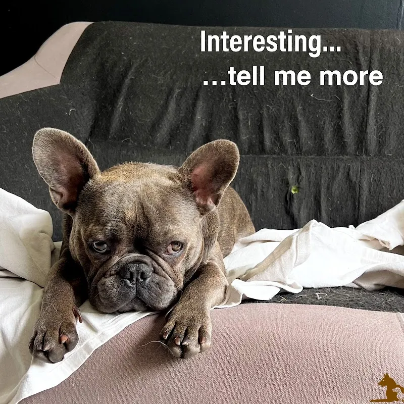 Dogs Paradise — Tierdienst, Gland, Waadt. Foto 2