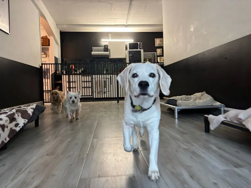 Dogs Paradise — Tierdienst, Gland, Waadt. Foto 3