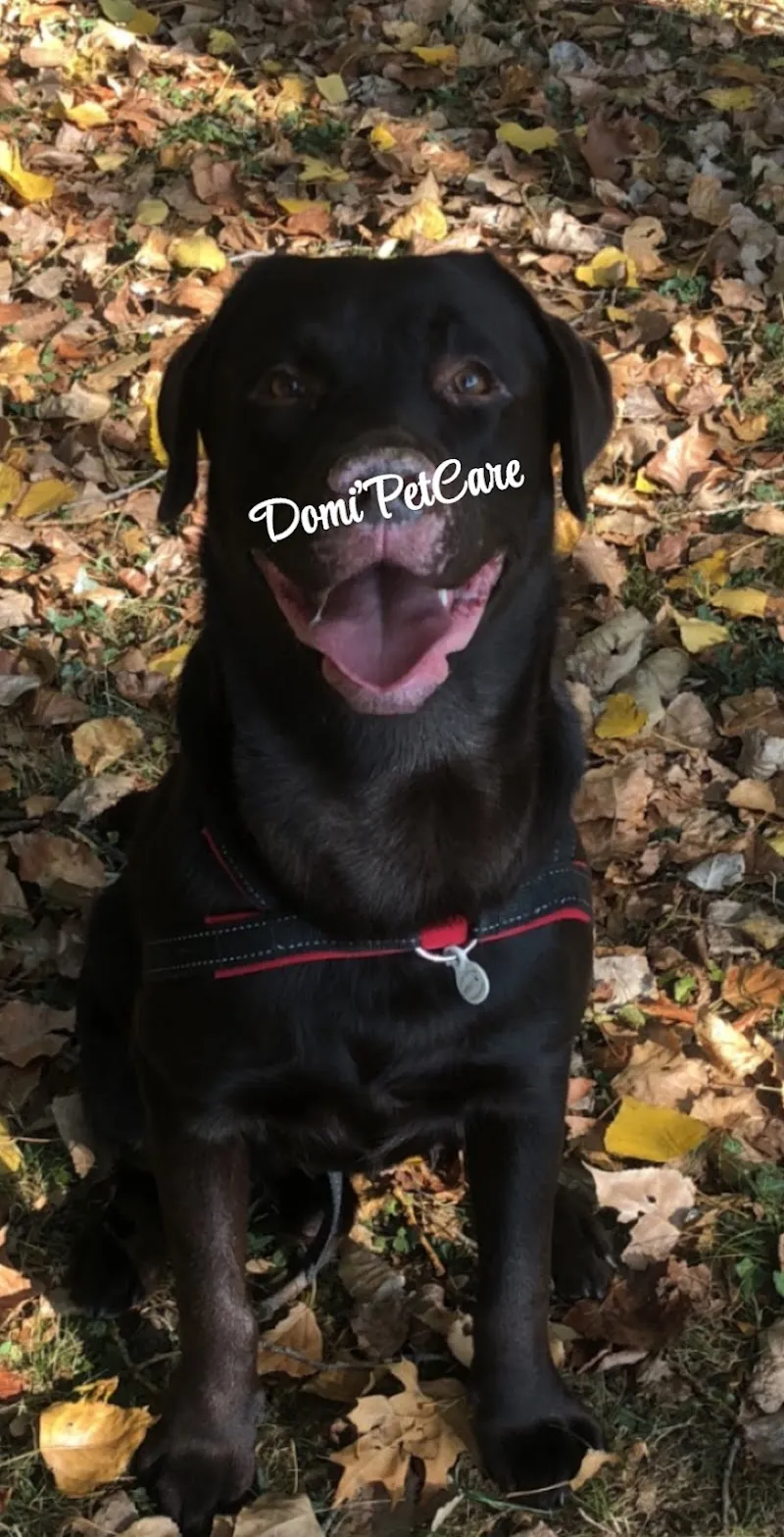 Domi'PetCare — Katzenpension in Lausanne, Waadt. Bewertung 5.0/5.