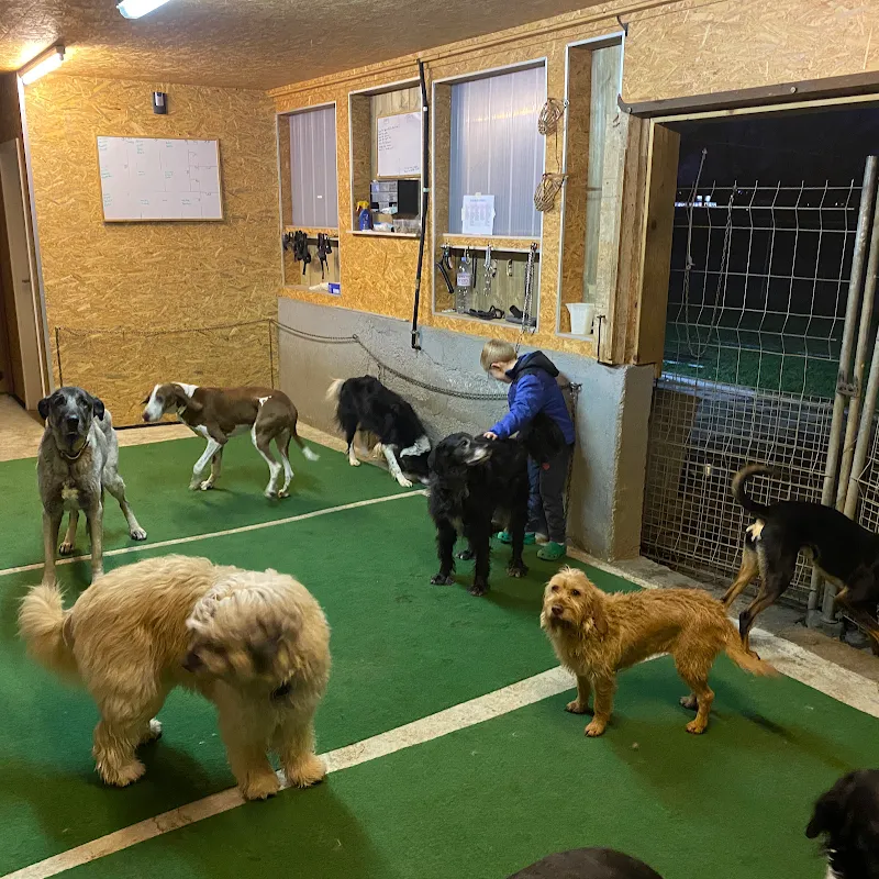 Family Dog — Pension pour chats, Forel (Lavaux), Vaud. Foto 3