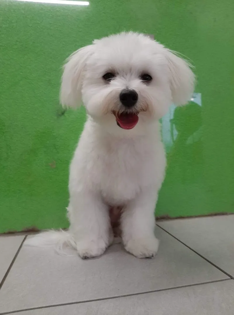 Fashion Dog — Katzenpension in Yverdon-les-Bains, Waadt. Bewertung 4.8/5.