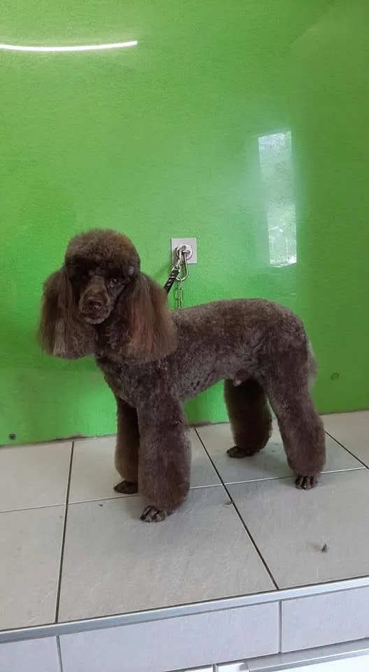 Fashion Dog — Katzenpension, Yverdon-les-Bains, Waadt. Foto 2