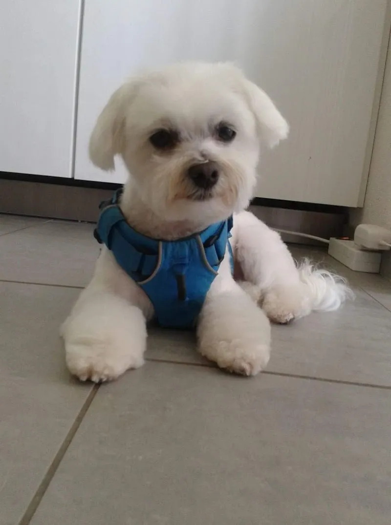 Fashion Dog — Katzenpension, Yverdon-les-Bains, Waadt. Foto 3