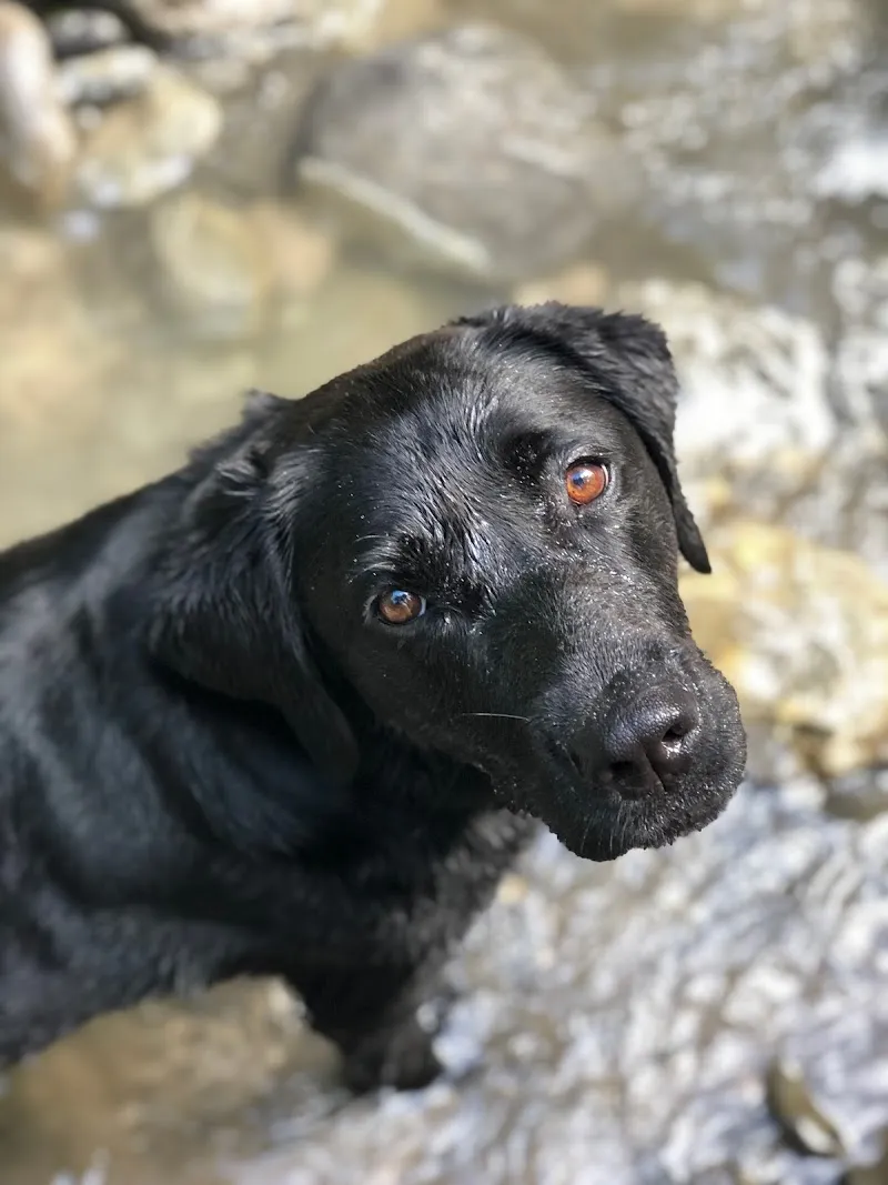 Happy Dogs Aigle — Katzenpension in Aigle, Waadt. Bewertung 4.8/5.