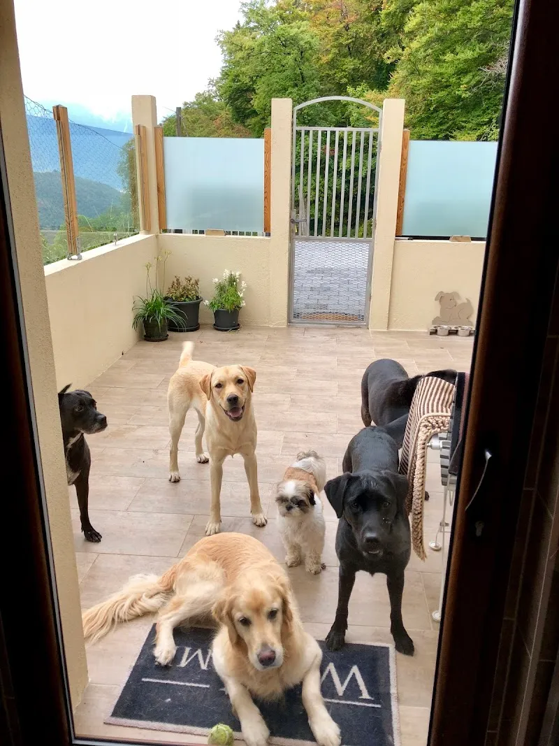 Happy Dogs Aigle — Pension pour chats, Aigle, Vaud. Foto 2