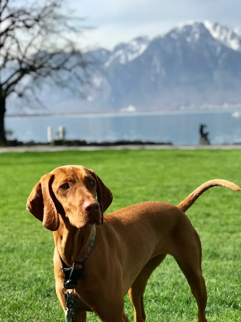 Happy Dogs Aigle — Pension pour chats, Aigle, Vaud. Foto 3