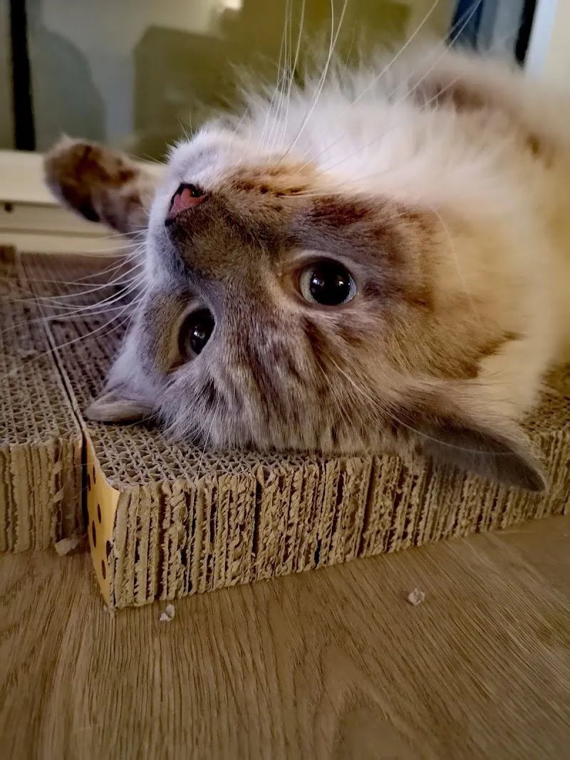 Happy Pet's - Garde de chats à domicile — Katzenpension in Vernayaz, Wallis. Bewertung 5.0/5.