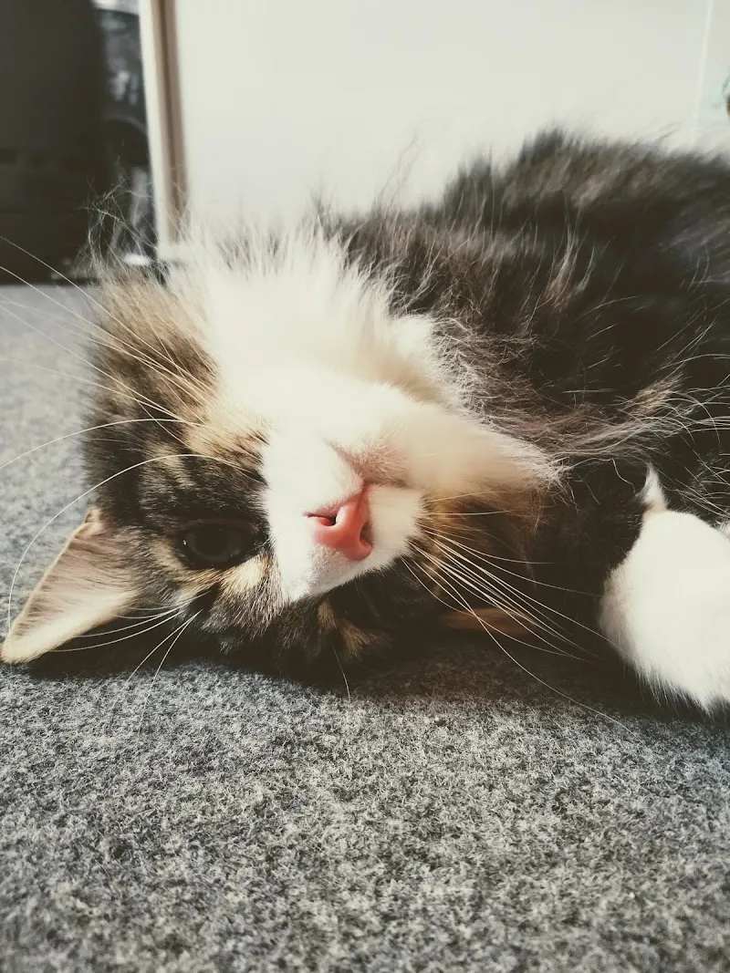 Happy Pet's - Garde de chats à domicile — Pension pour chats, Vernayaz, Valais. Foto 2