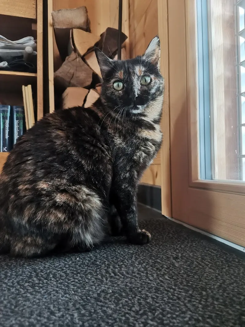 Happy Pet's - Garde de chats à domicile — Pension pour chats, Vernayaz, Valais. Foto 3