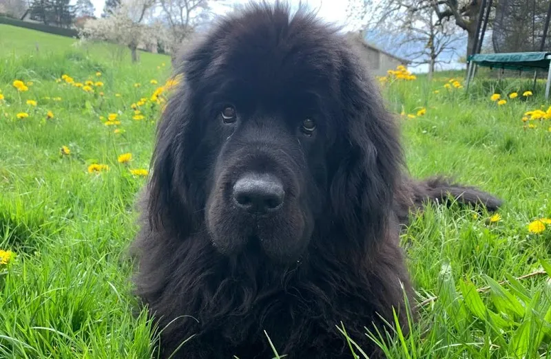 La Dolce Vita, Pension pour chiens — Katzenpension in Aran, Waadt. Bewertung 5.0/5.