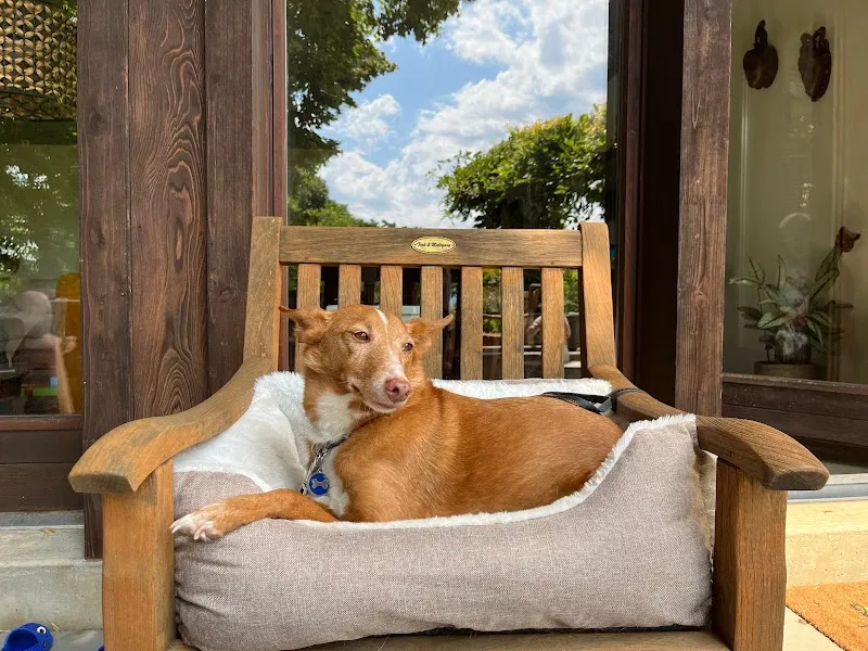 La Dolce Vita, Pension pour chiens — Pension pour chats, Aran, Vaud. Foto 3