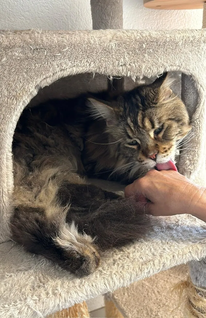 La Maison d'ASA — Katzenpension in Gingins, Waadt. Bewertung 4.9/5.