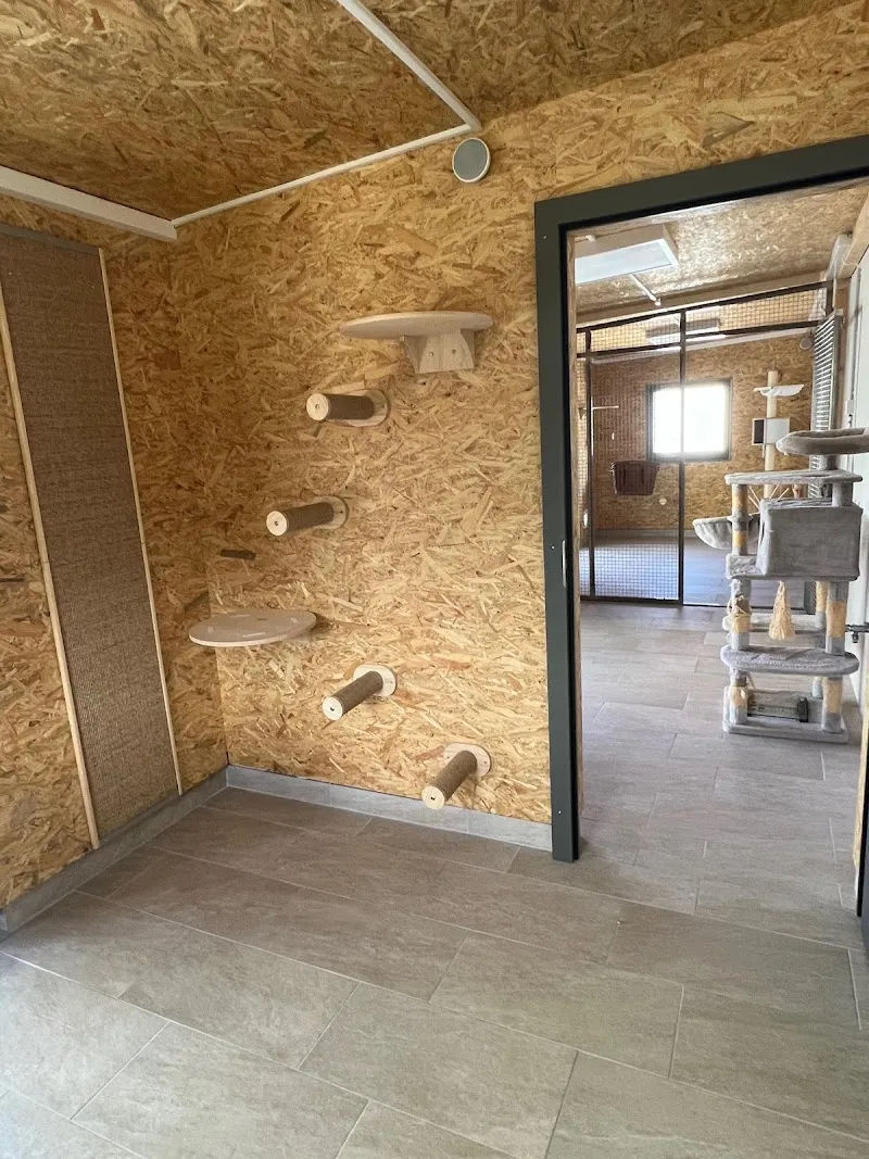 La Maison d'ASA — Katzenpension, Gingins, Waadt. Foto 2