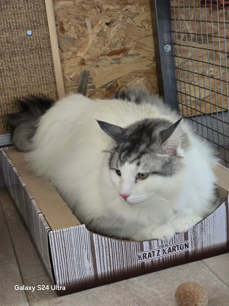 La Maison d'ASA — Katzenpension, Gingins, Waadt. Foto 3