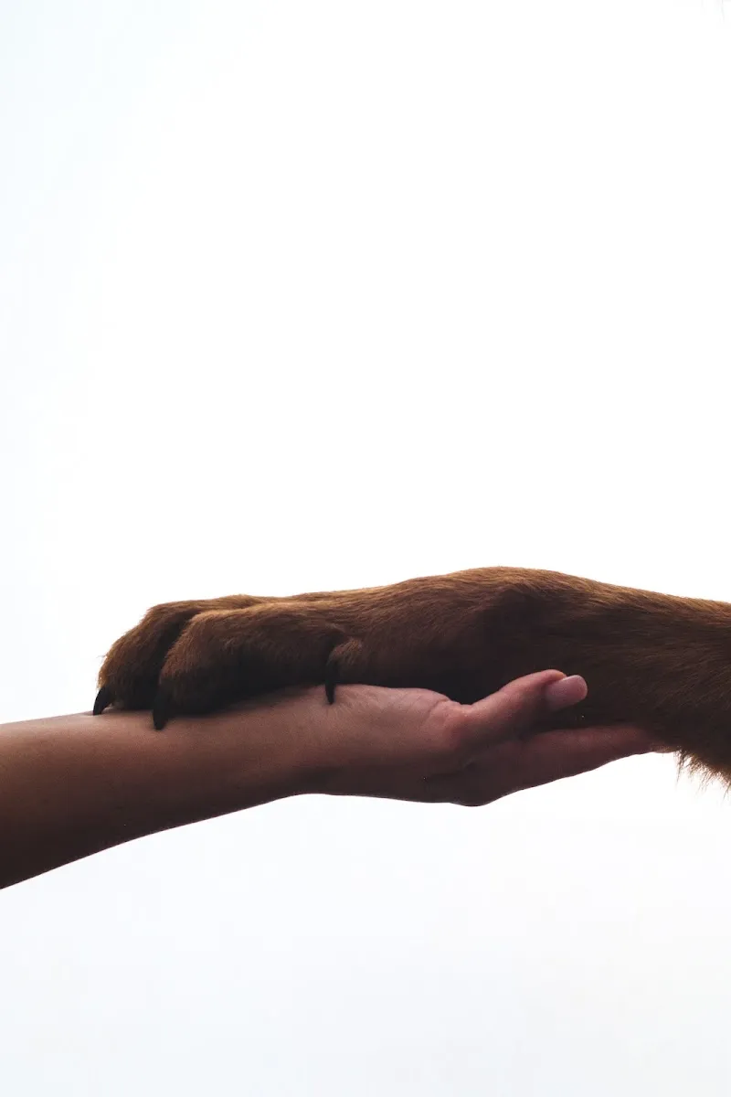 Nice Pet's Toilettage chiens, chats, lapins, garde petits chiens — Katzenpension in Clarens, Waadt. Bewertung 4.7/5.