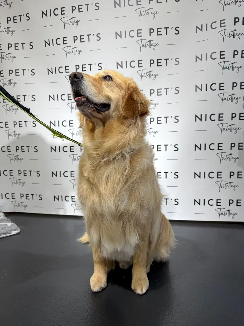 Nice Pet's Toilettage chiens, chats, lapins, garde petits chiens — Katzenpension, Clarens, Waadt. Foto 2