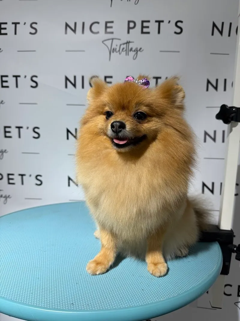 Nice Pet's Toilettage chiens, chats, lapins, garde petits chiens — Katzenpension, Clarens, Waadt. Foto 3