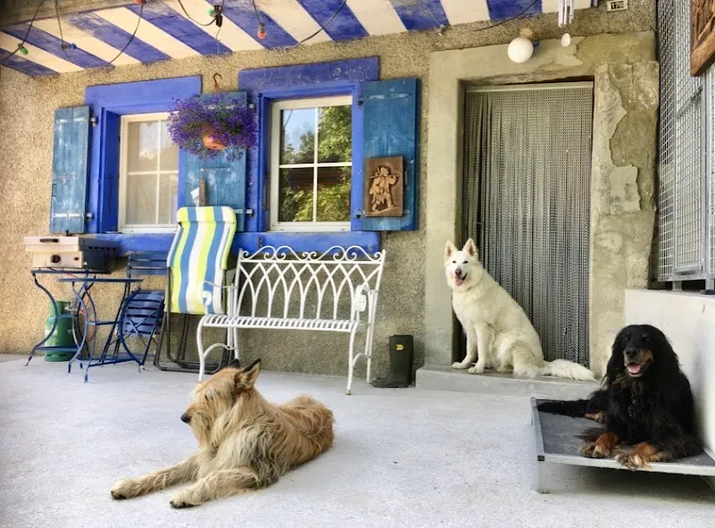 PENSION SAINT-AMOUR — Katzenpension in Savigny, Waadt. Bewertung 5.0/5.