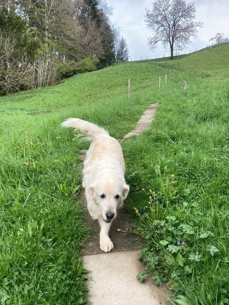 PENSION SAINT-AMOUR — Katzenpension, Savigny, Waadt. Foto 2