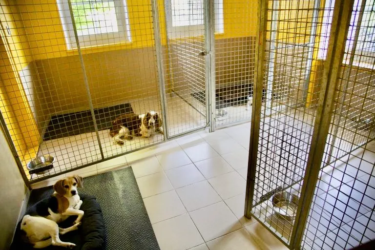 PENSION SAINT-AMOUR — Katzenpension, Savigny, Waadt. Foto 3