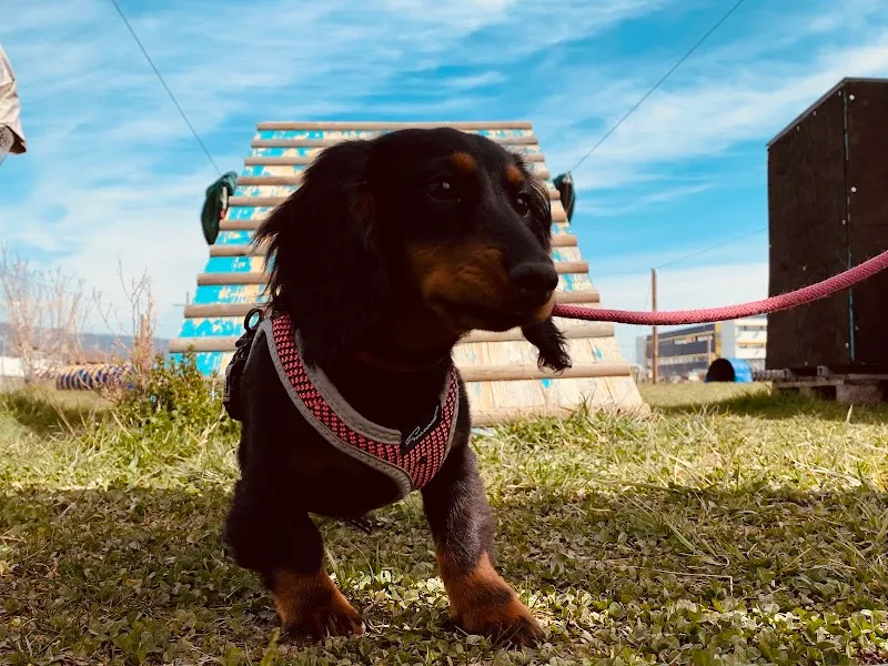 Pattes O Champs — Katzenpension in Gland, Waadt. Bewertung 4.6/5.