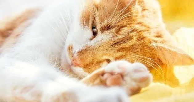 Pattes de Velours - Cat-sitting & Pet-sitting — Katzenpension in Chavannes-près-Renens, Waadt. Bewertung 4.9/5.