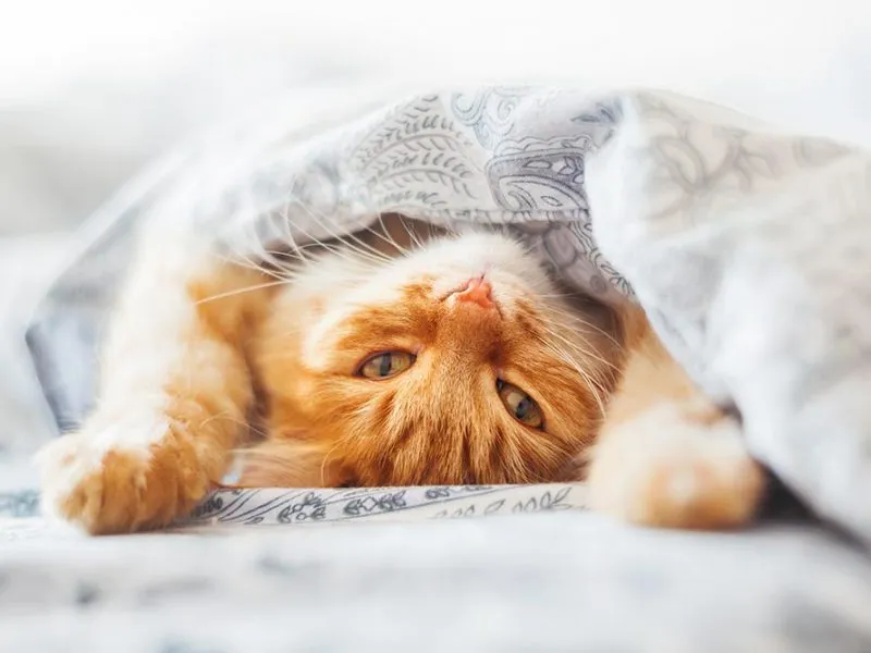 Pattes de Velours - Cat-sitting & Pet-sitting — Katzenpension, Chavannes-près-Renens, Waadt. Foto 2