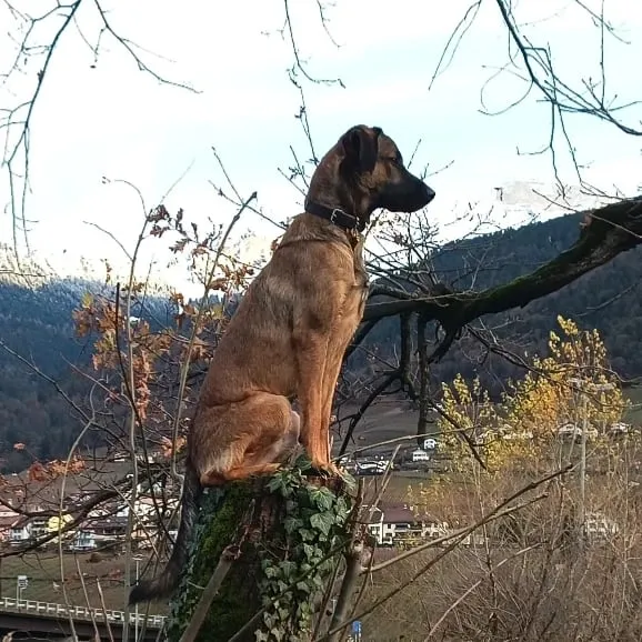 Pattes et compagnies — Katzenpension in Aigle, Waadt. Bewertung 4.9/5.