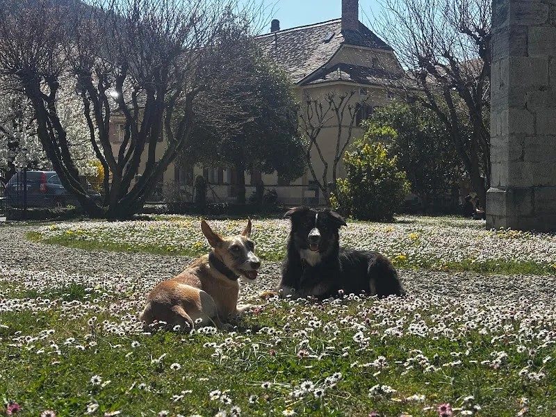 Pattes et compagnies — Katzenpension, Aigle, Waadt. Foto 2