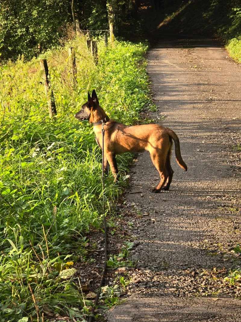 Pattes et compagnies — Katzenpension, Aigle, Waadt. Foto 3