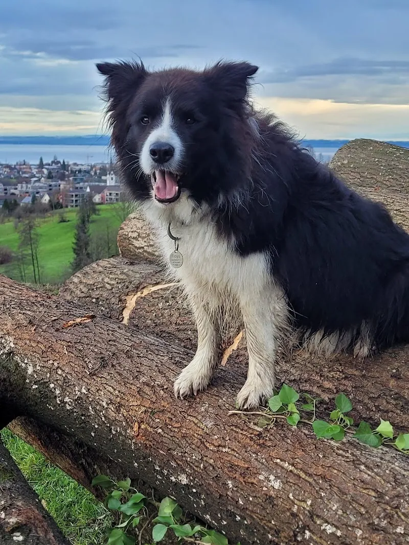 Dog Service Alpstein — Pension pour chats, Gossau, Saint-Gall. Foto 2