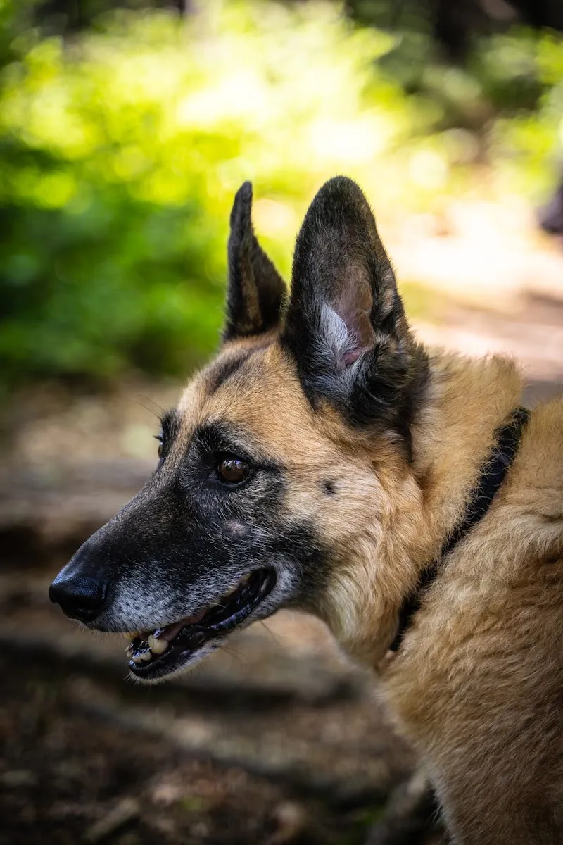 Dog Service Alpstein — Pension pour chats, Gossau, Saint-Gall. Foto 3