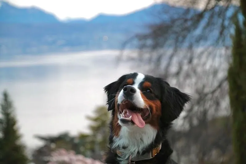 Pawffice — Katzenpension in Pully, Waadt. Bewertung 5.0/5.