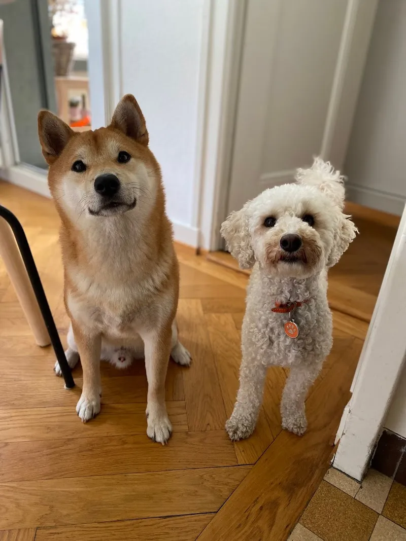 Pawffice — Pension pour chats, Pully, Vaud. Foto 2