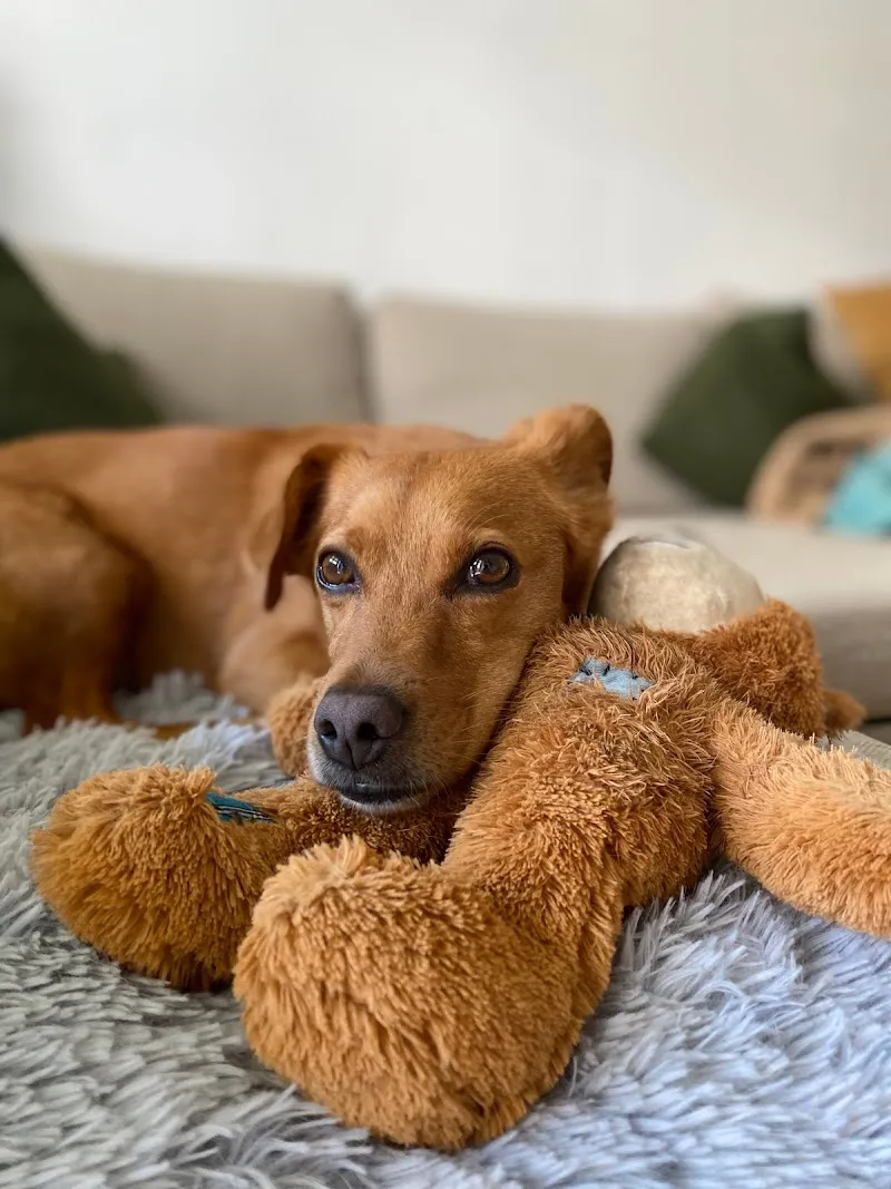 Pawffice — Pension pour chats, Pully, Vaud. Foto 3