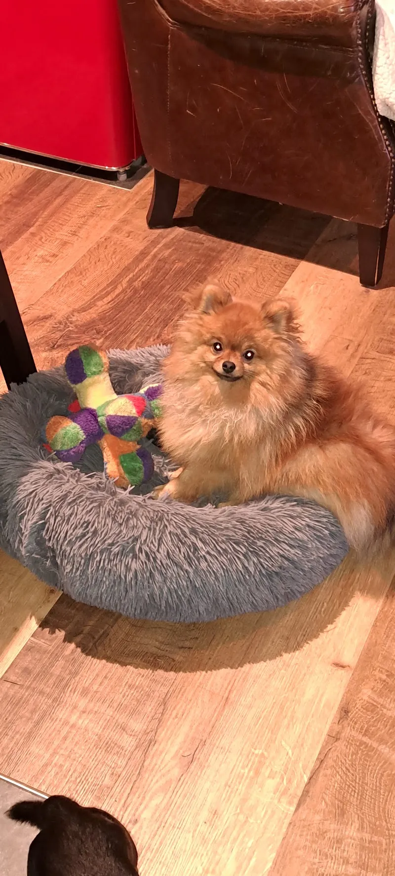 Pension "petits chiens" — Katzenpension in Vérossaz, Wallis. Bewertung 4.2/5.