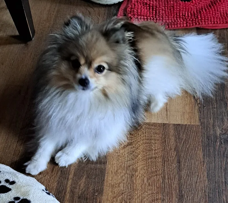 Pension "petits chiens" — Katzenpension, Vérossaz, Wallis. Foto 2