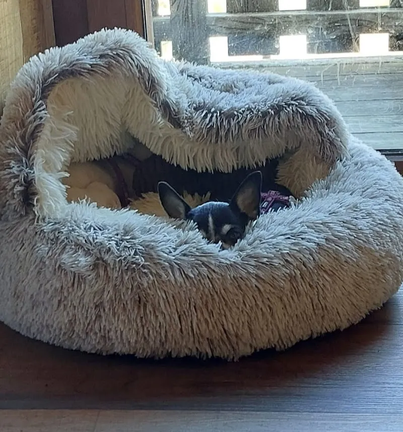 Pension "petits chiens" — Katzenpension, Vérossaz, Wallis. Foto 3