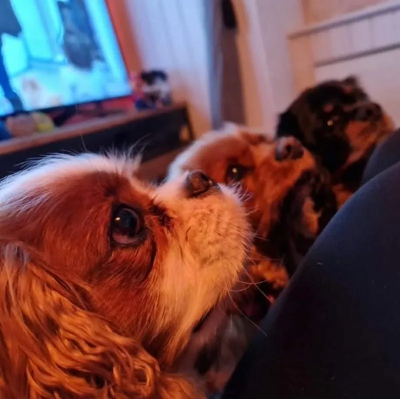 Pension pour chiens : Aux jolis museaux — Katzenpension in Agiez, Waadt. Bewertung 4.7/5.