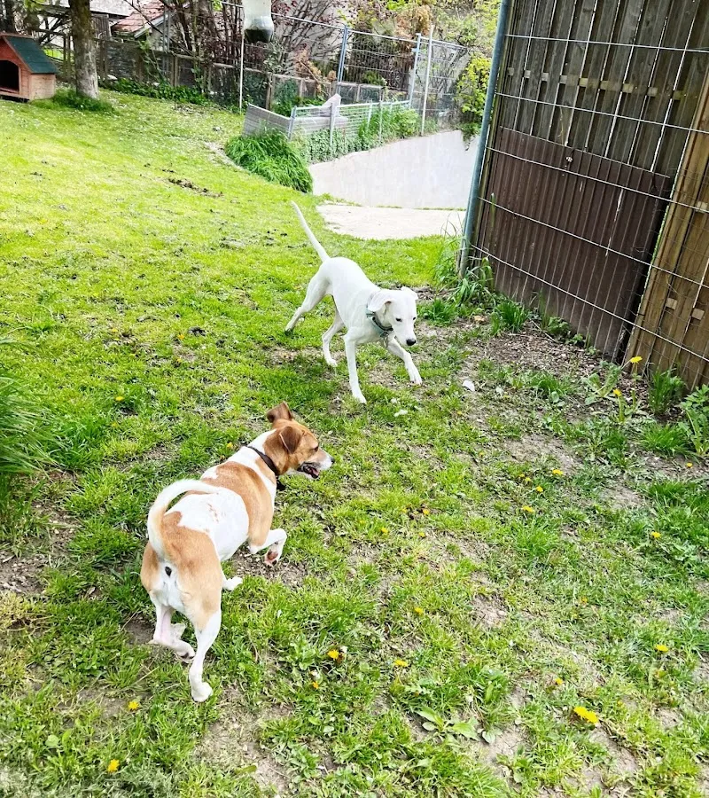 Pension pour chiens : Aux jolis museaux — Katzenpension, Agiez, Waadt. Foto 2