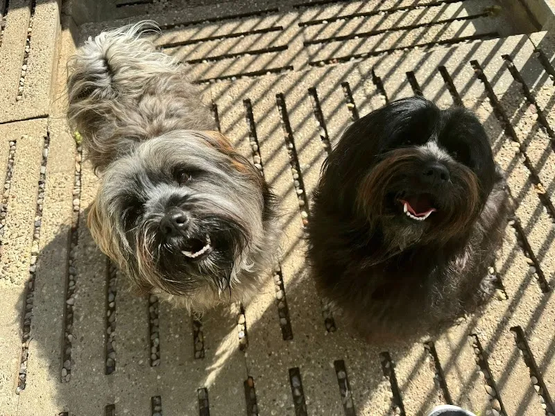 Pension pour chiens : Aux jolis museaux — Katzenpension, Agiez, Waadt. Foto 3