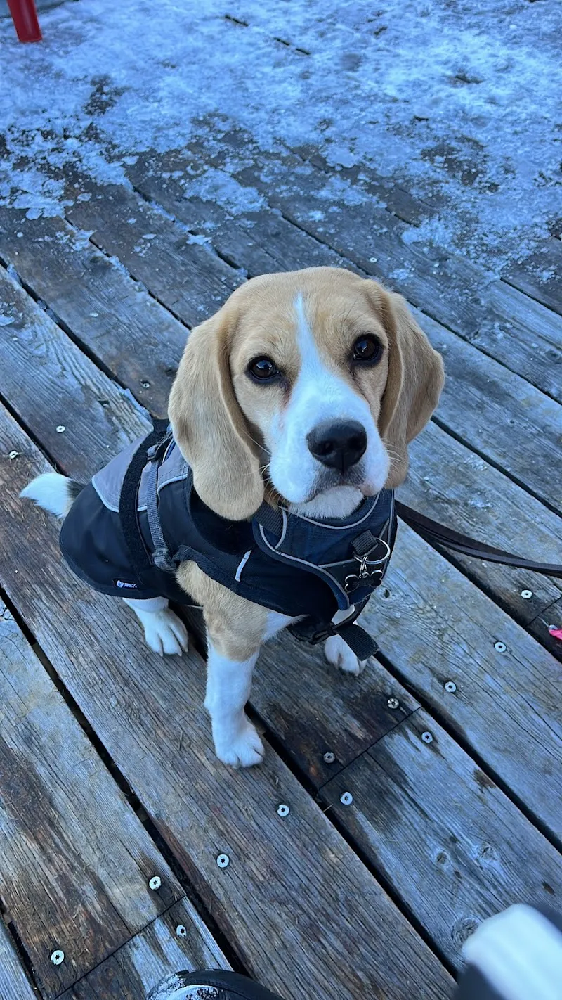 Pet The Pet — Katzenpension in Pully, Waadt. Bewertung 5.0/5.