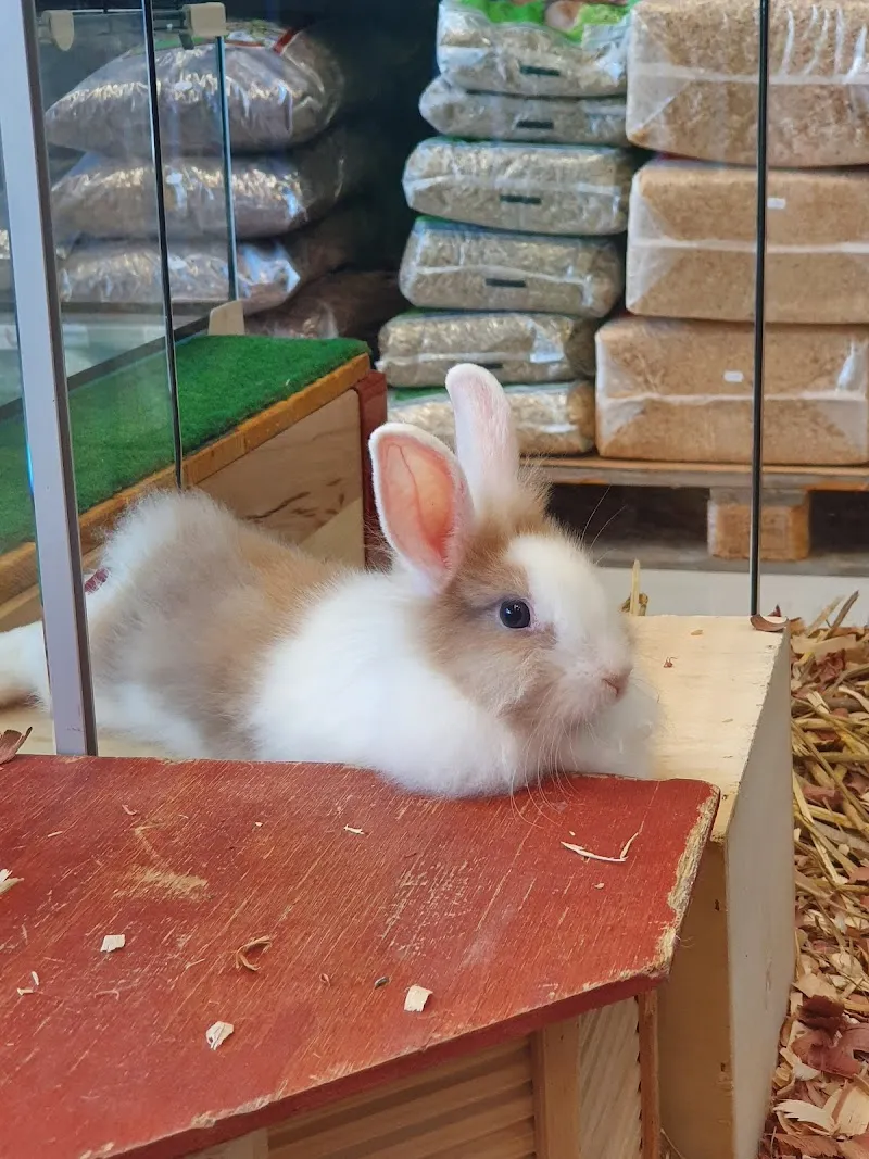 Petfriends Aigle — Katzenpension, Aigle, Waadt. Foto 3