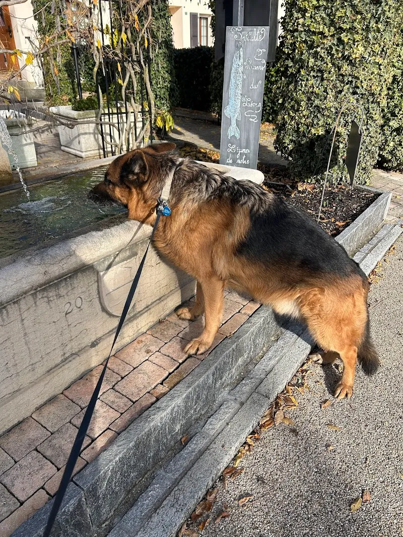 Premium Pet Care — Katzenpension in Gland, Waadt. Bewertung 5.0/5.