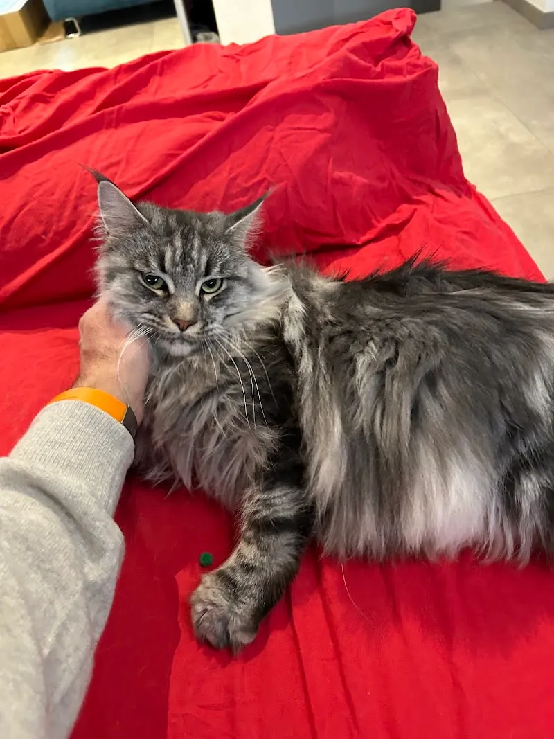 Premium Pet Care — Pension pour chats, Gland, Vaud. Foto 2